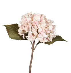 Pflanzen>DPI Hortensie pink