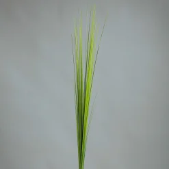 Pflanzen>DPI Isolepsisgras 85cm grün